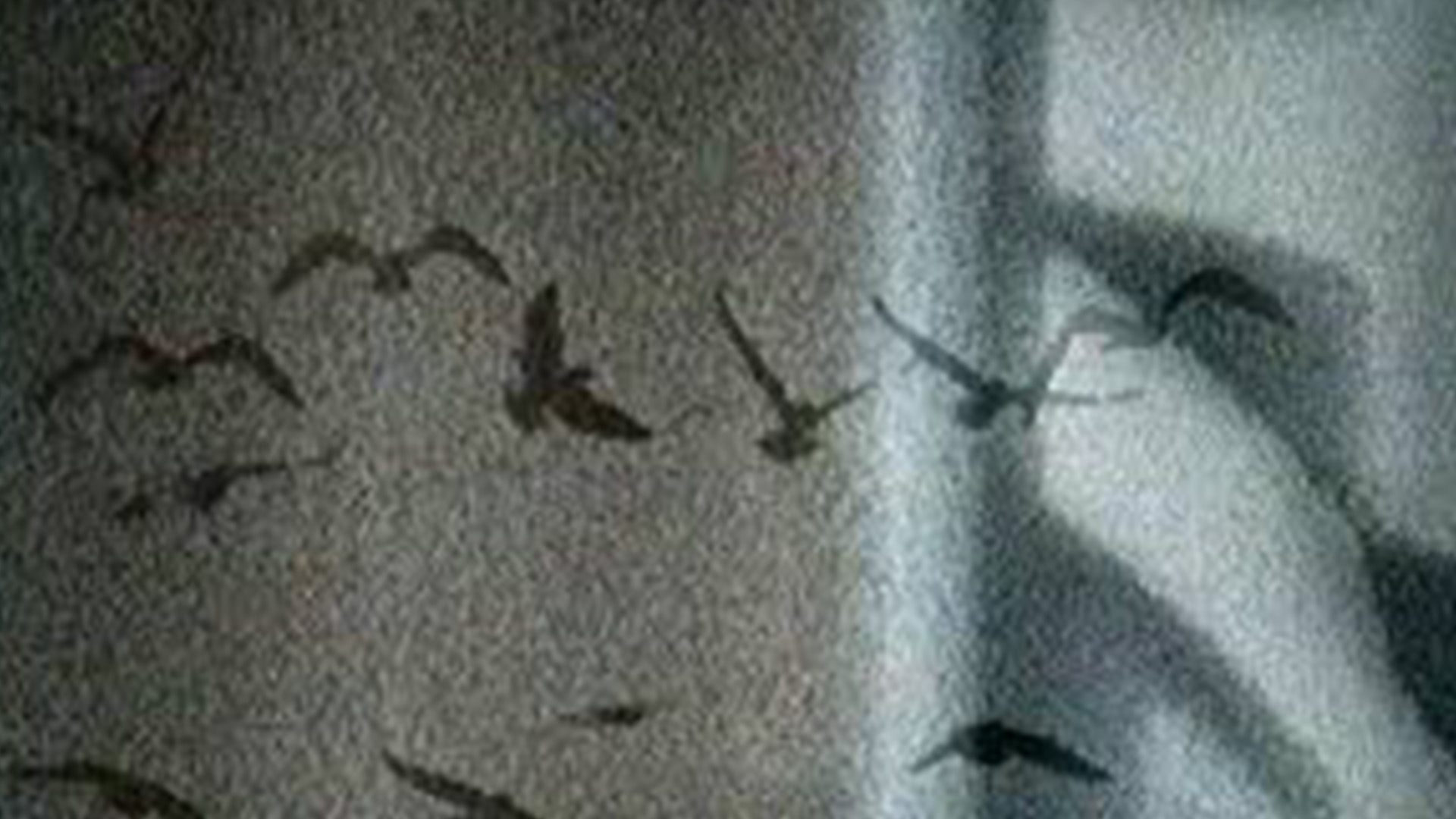 Hangi İnsan Hakları? Film Festivali9