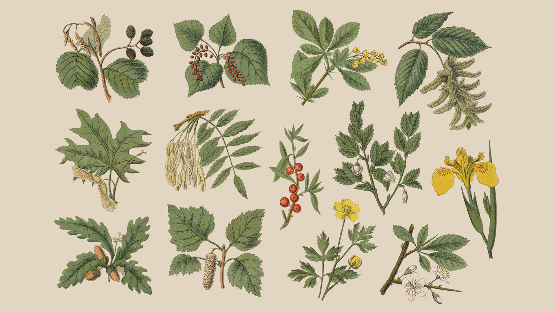 Tıbbi Bitkiler: Aromaterapi görsel 0