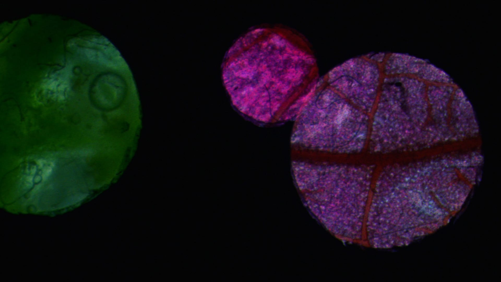 Caryn Cline’ın Botanicollage Filmleri görsel 0