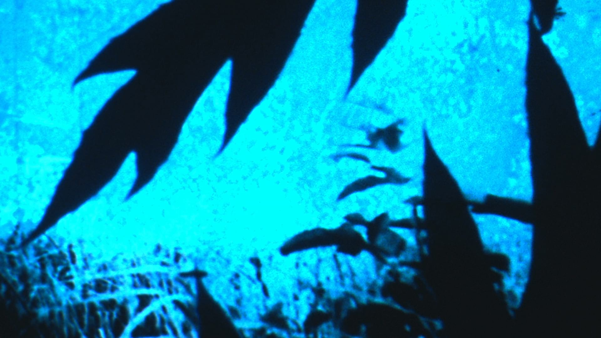 Caryn Cline’ın Botanicollage Filmleri görsel 1