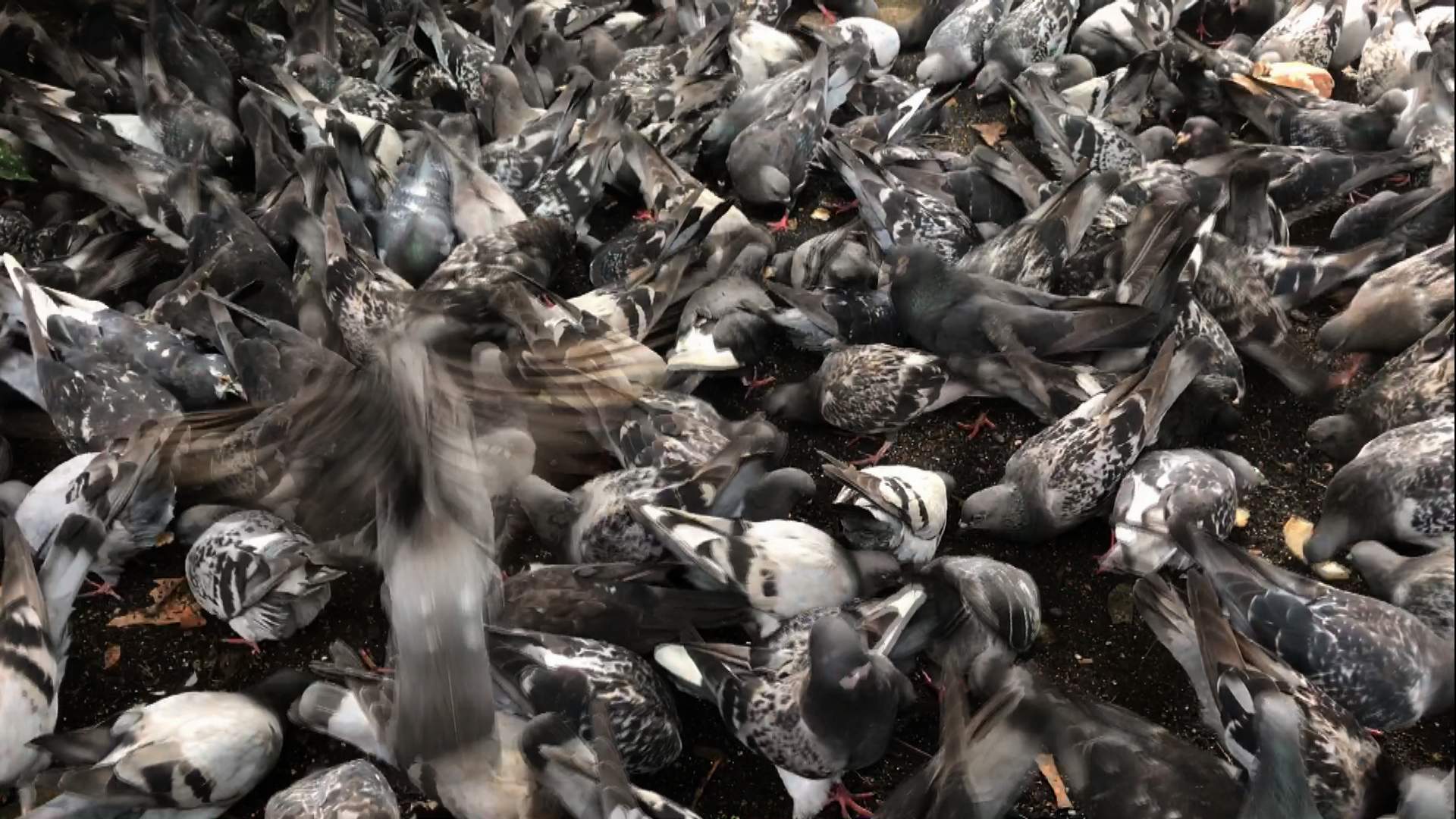 Olta var balık yok görsel 1