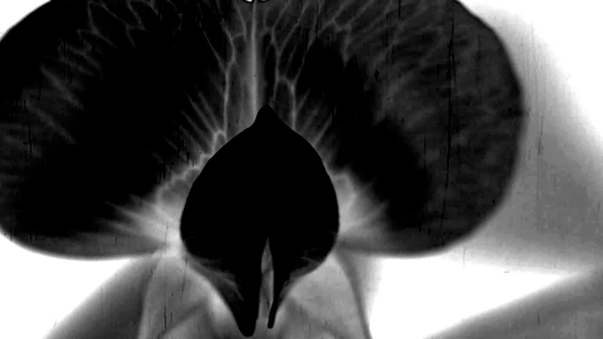 Bir Nokta ve Diğeri Arasında Sonsuz Bir Mesafe Görüyorum  görsel 2