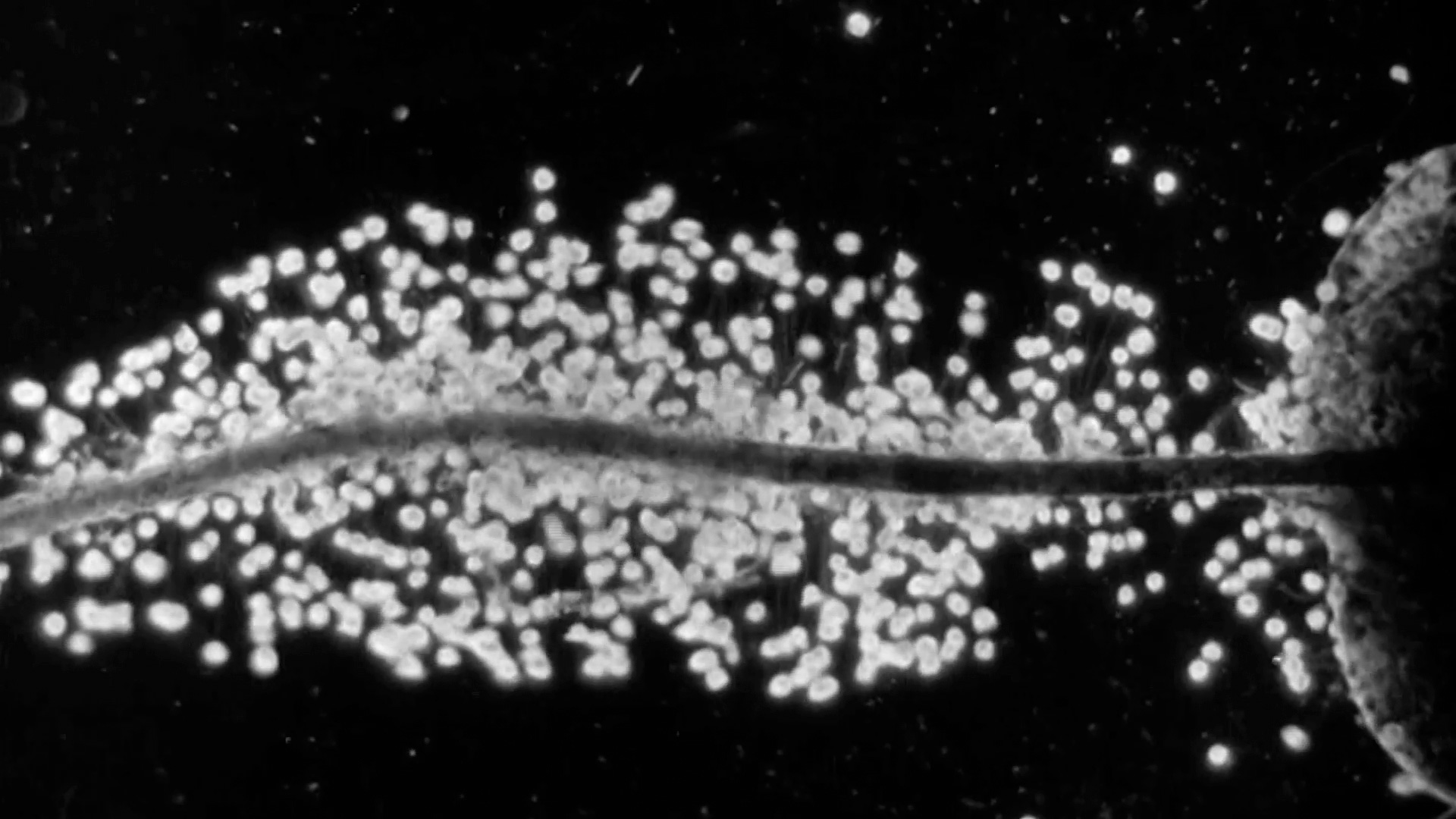 Bir Nokta ve Diğeri Arasında Sonsuz Bir Mesafe Görüyorum  görsel 5
