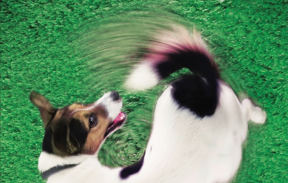 2017 yılı film programları