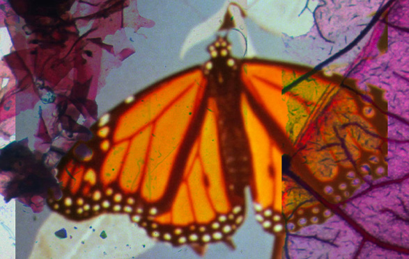 2021 yılı film programları