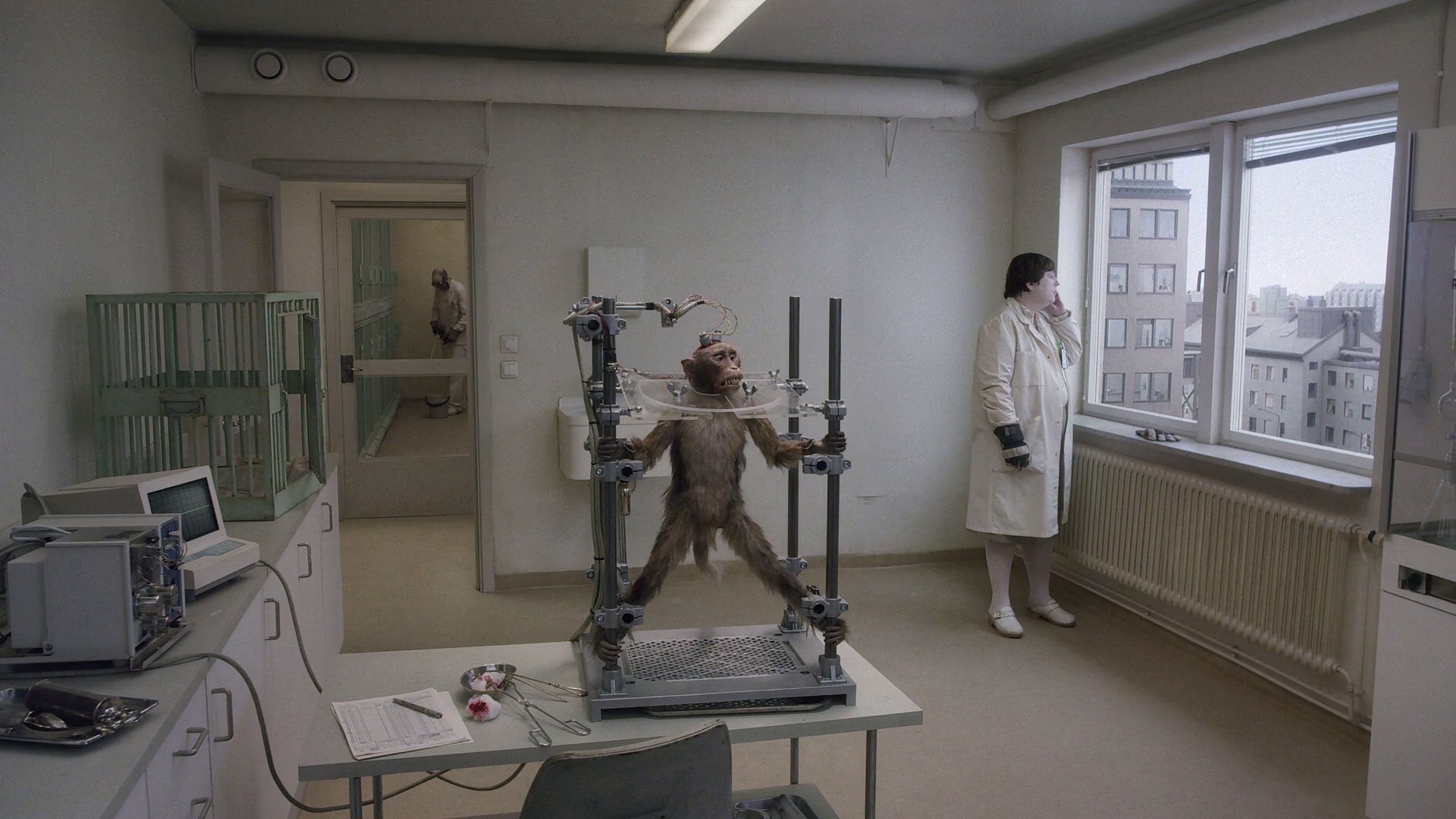 İnsanları Seyreden Güvercin