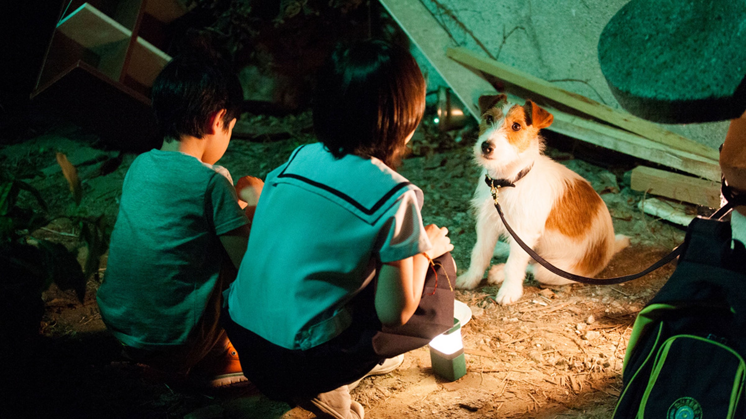 Bir Köpeği Kaçırmanın Mükemmel Yolu
