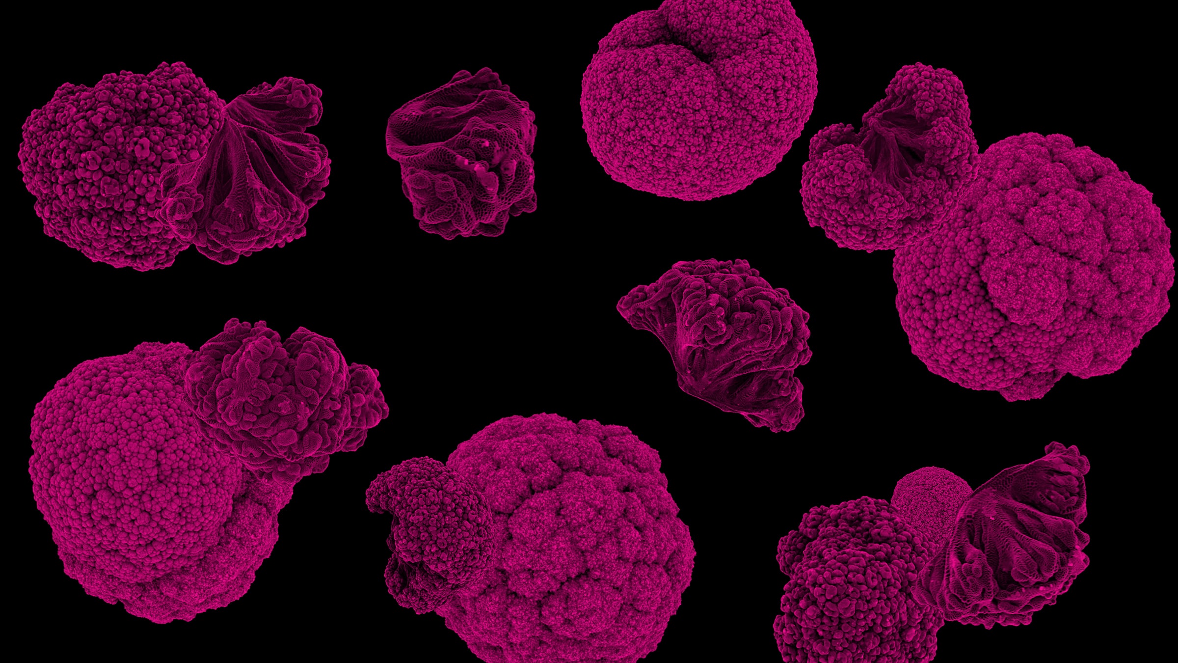 Sanat, Teknoloji, Toplum<br>Ars Electronica