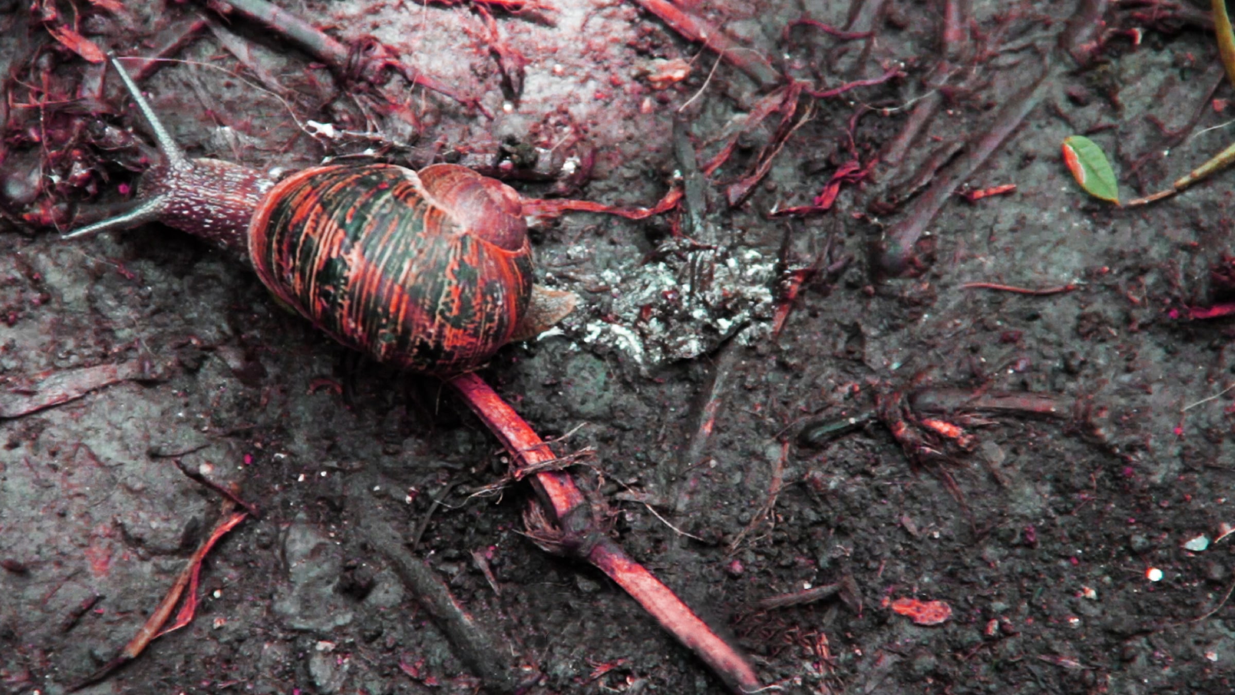 Sinematik Mektuplar<br/>Bir Yönetmenden Diğerine