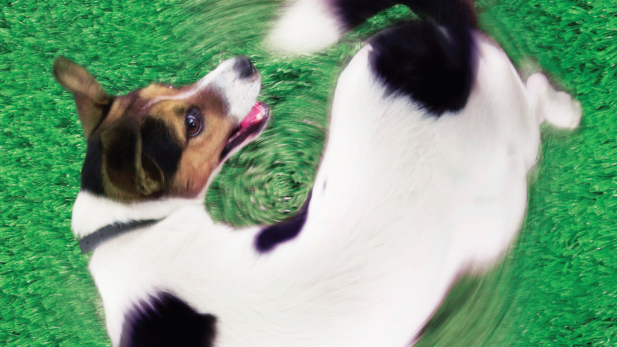 Kuyruklu Hikâyeler <br/>Sinemanın Köpekleri