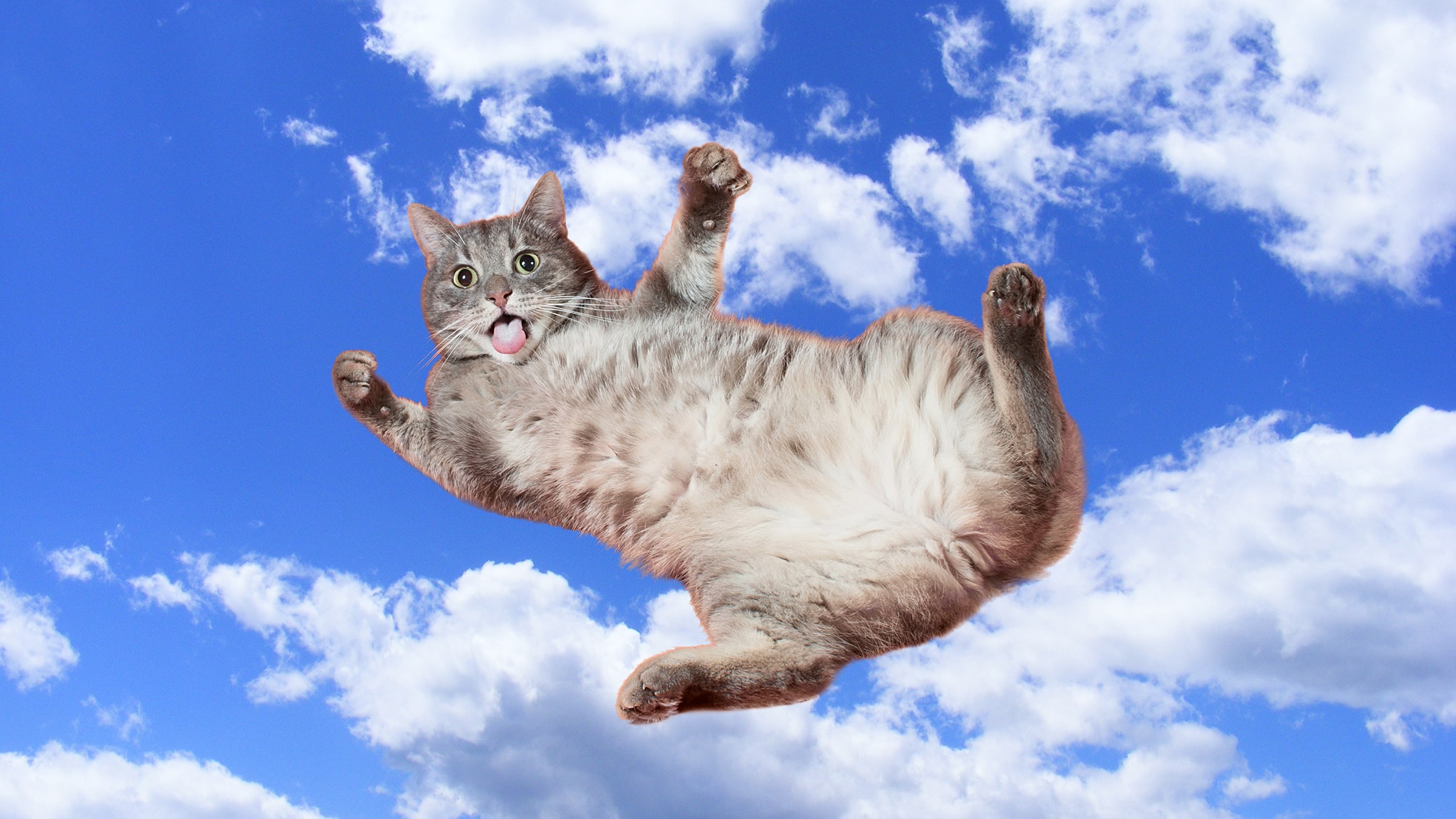 Miyav! <br> Dilini Kedi Mi Yuttu?