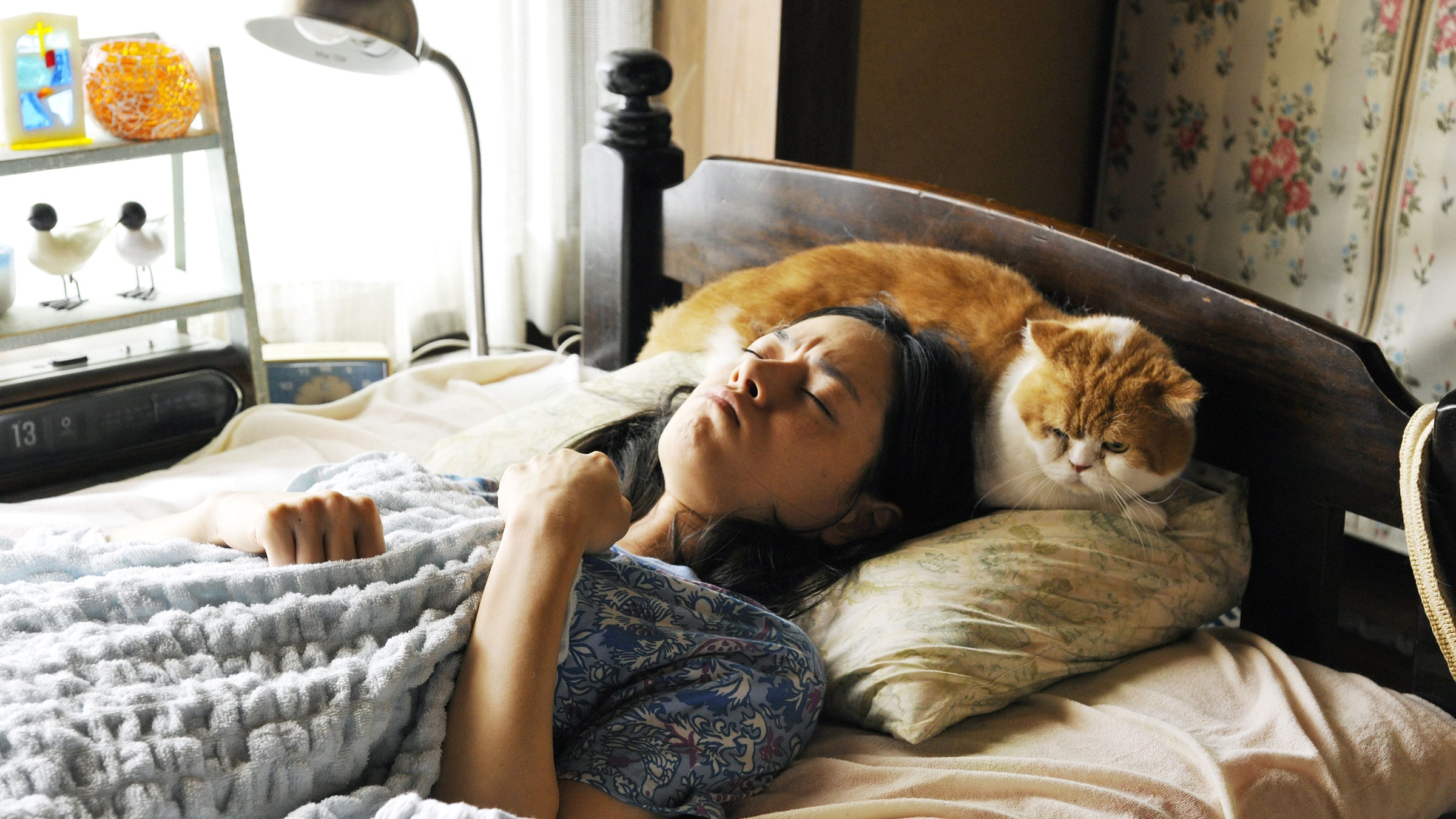 Kedi Kiralama Servisi