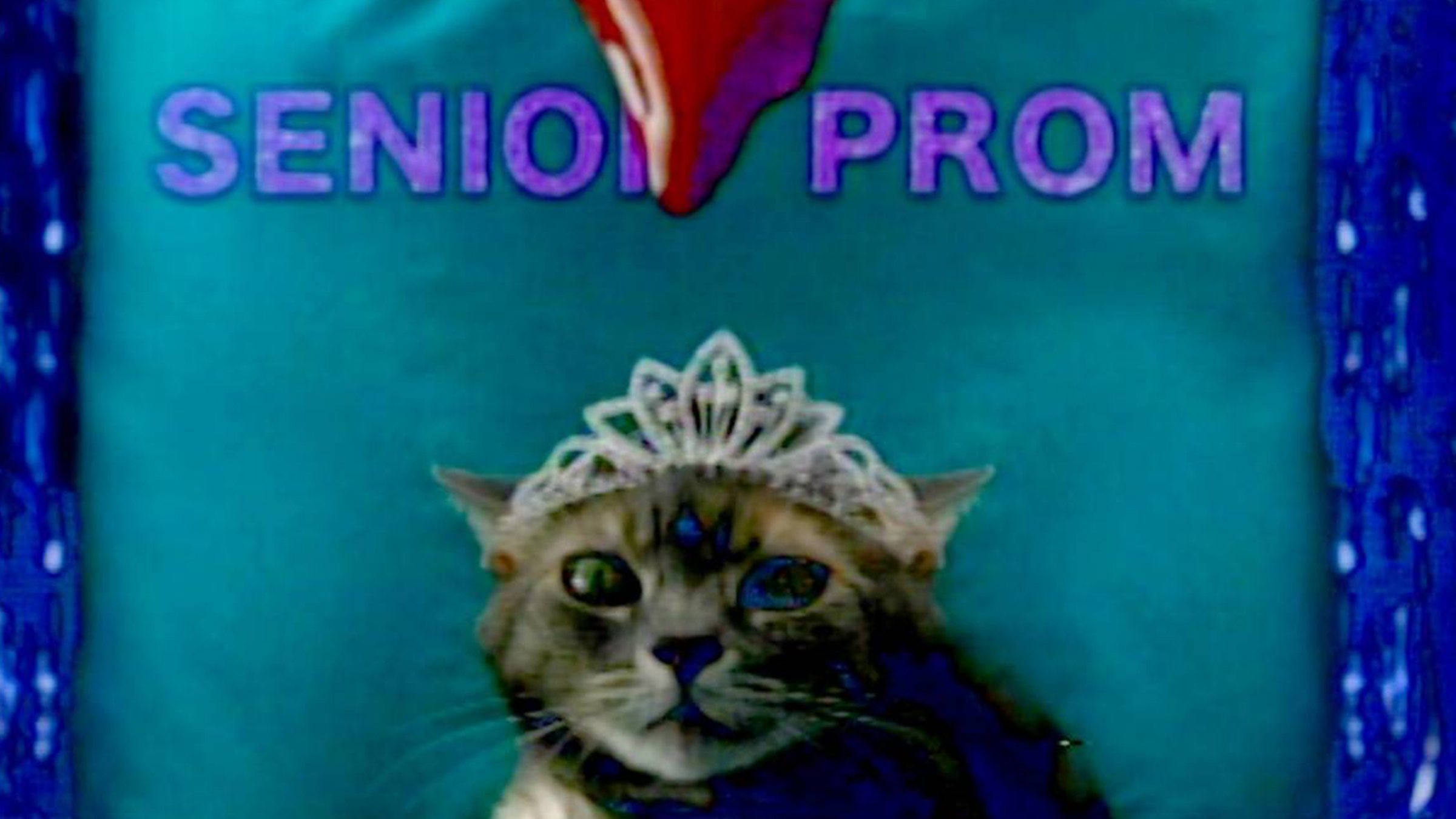 Kedilere Alerjisi Var