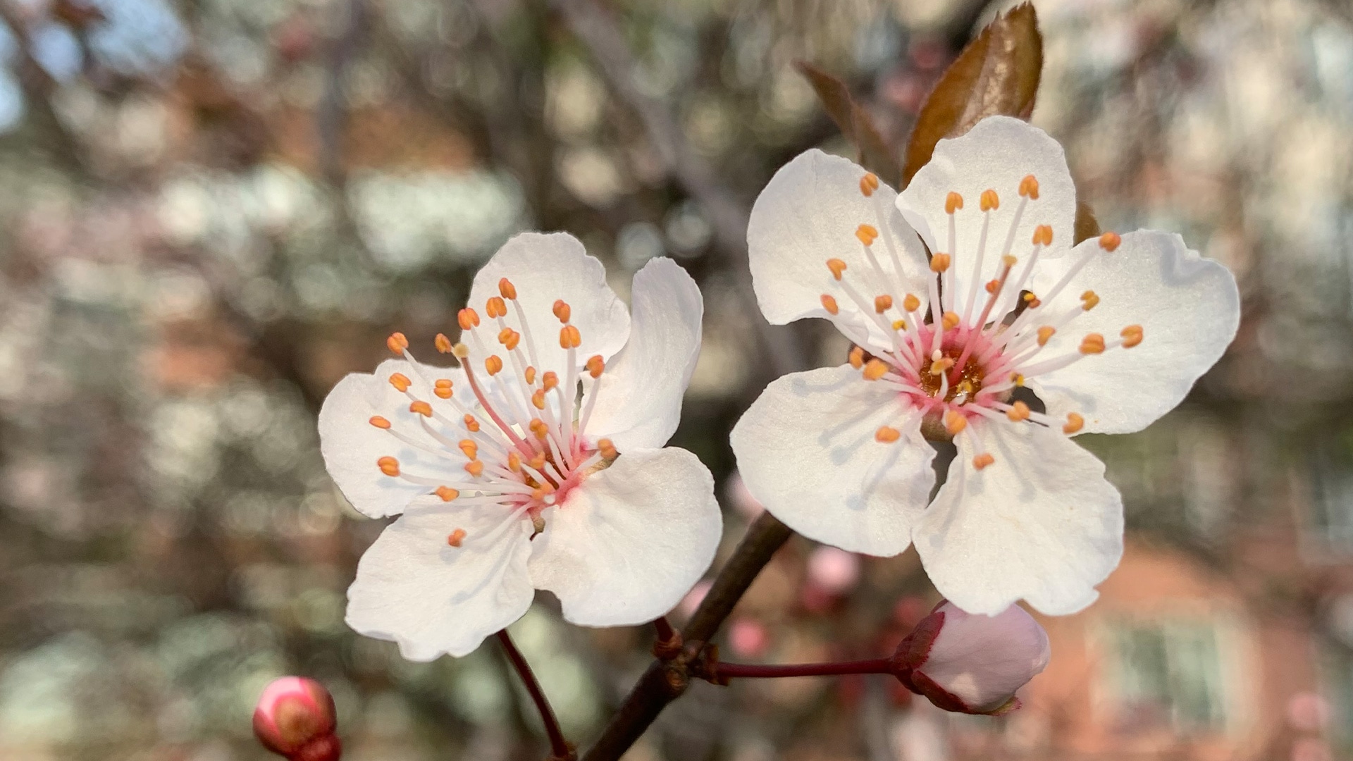 PERA Müzesi Basın Bültenleri